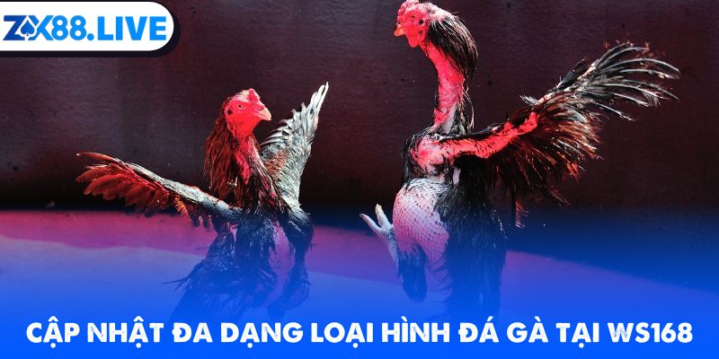 Cập nhật đa dạng loại hình đá gà tại WS168