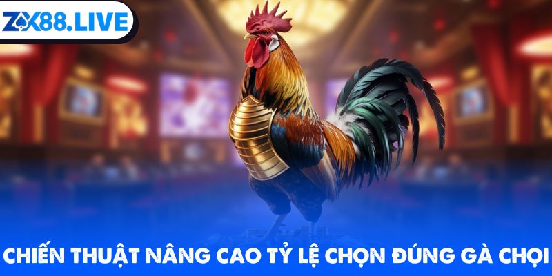 Chiến thuật nâng cao tỷ lệ chọn đúng gà chọi
