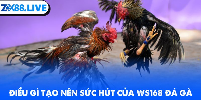 Điều gì tạo nên sức hút của WS168 đá gà