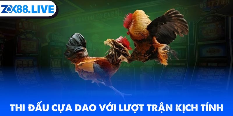 Thi đấu cựa dao với lượt trận kịch tính